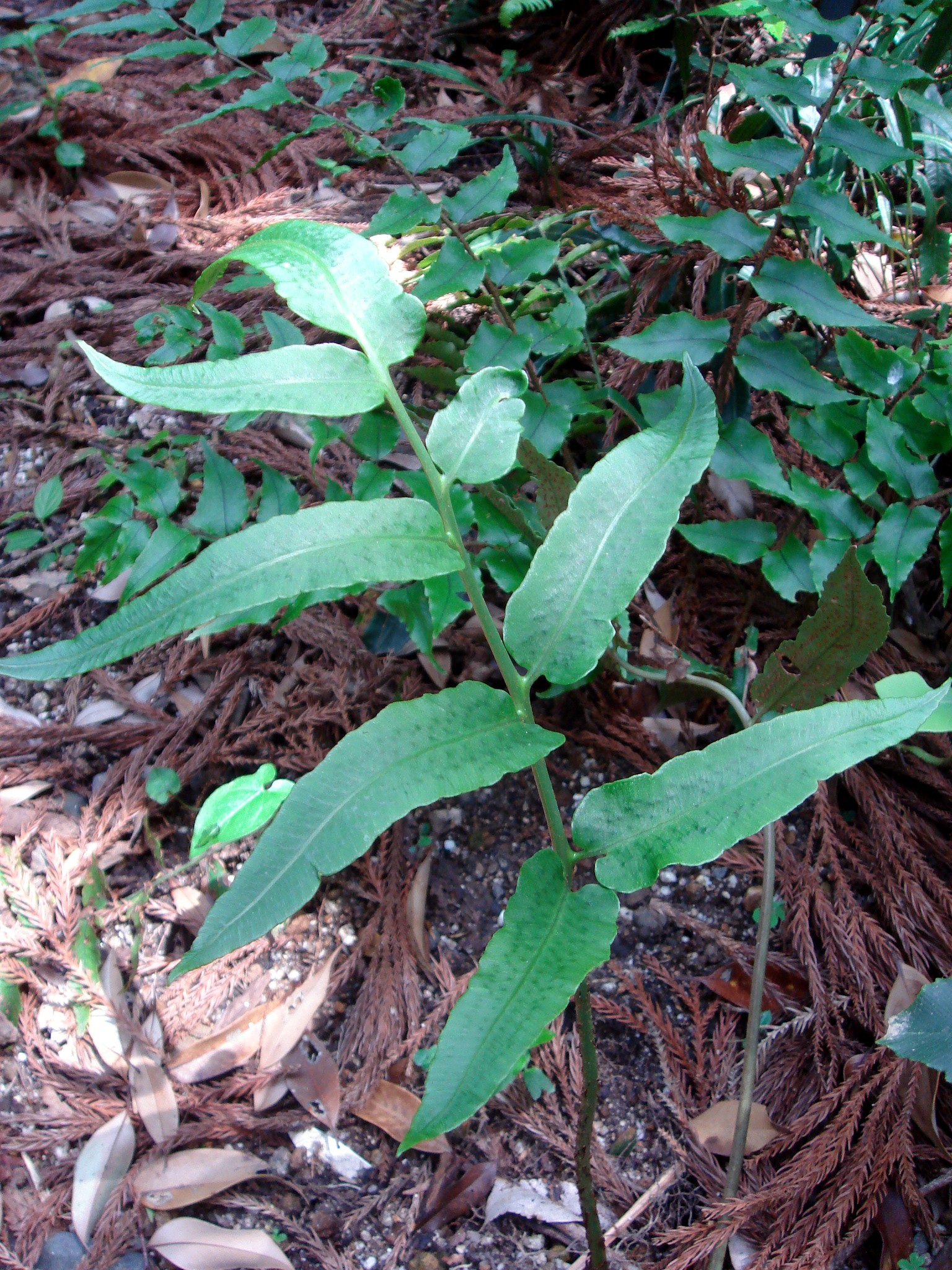 Dryopteris sieboldii (Van Houtte ex T. Moore) Kuntze